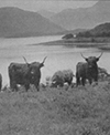 Highland Cattle above the Loch