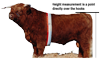 Highland Bull showing where to measure Frame Score