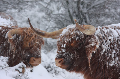 Highland Cattle in a snow storm looking as though they have been dug out of a glacier