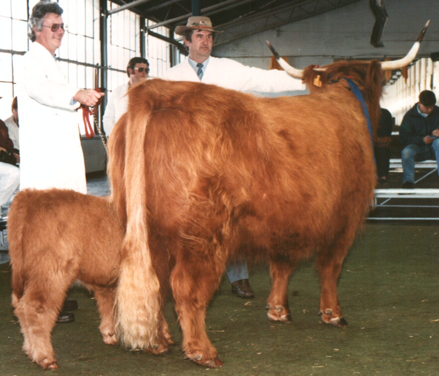 Beef and more beef 