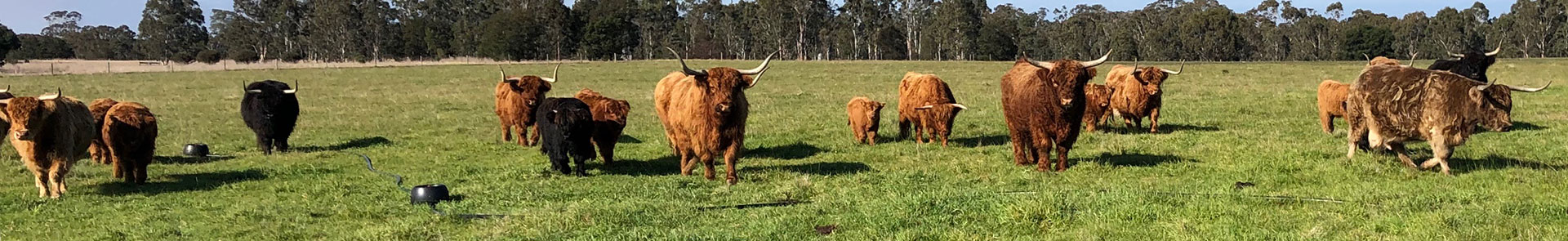 Cruachan Highland Cattle grazing