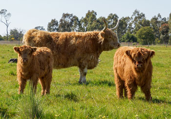 heifer calves