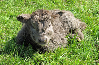 Dun coloured calf