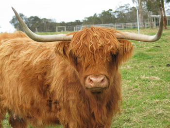 15 year old cow