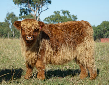 Heifer calf red in colour
